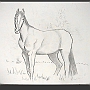 Pferde-Vollblut1244