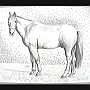 Pferde-Warmblut262